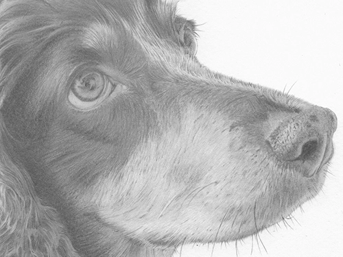 Dog-Portraits