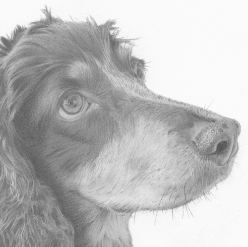 Def-Fly-Dog-Portraits