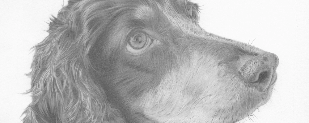 Dog portrait - Chloe