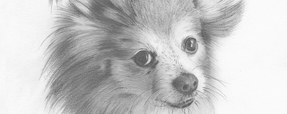 Dog portrait - Mollie