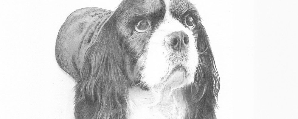 Dog portrait - Pudsey