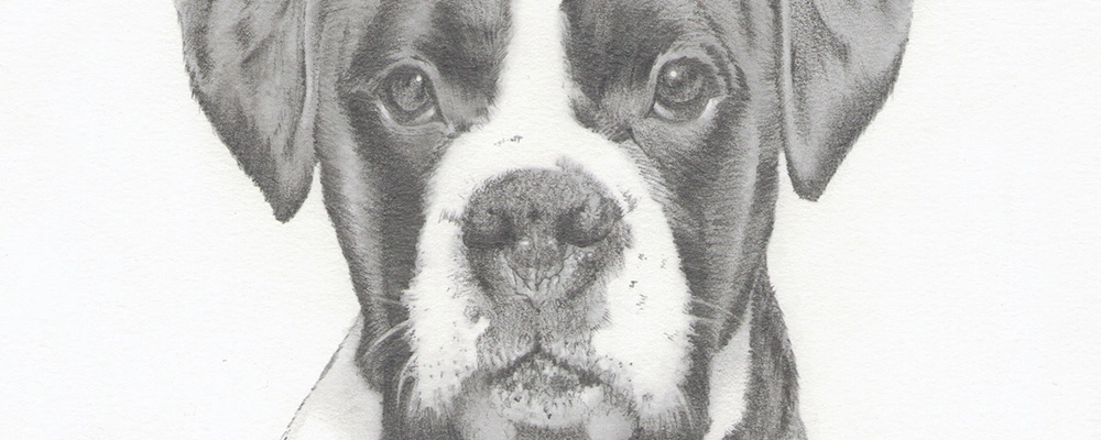 Dog portrait - Timmy